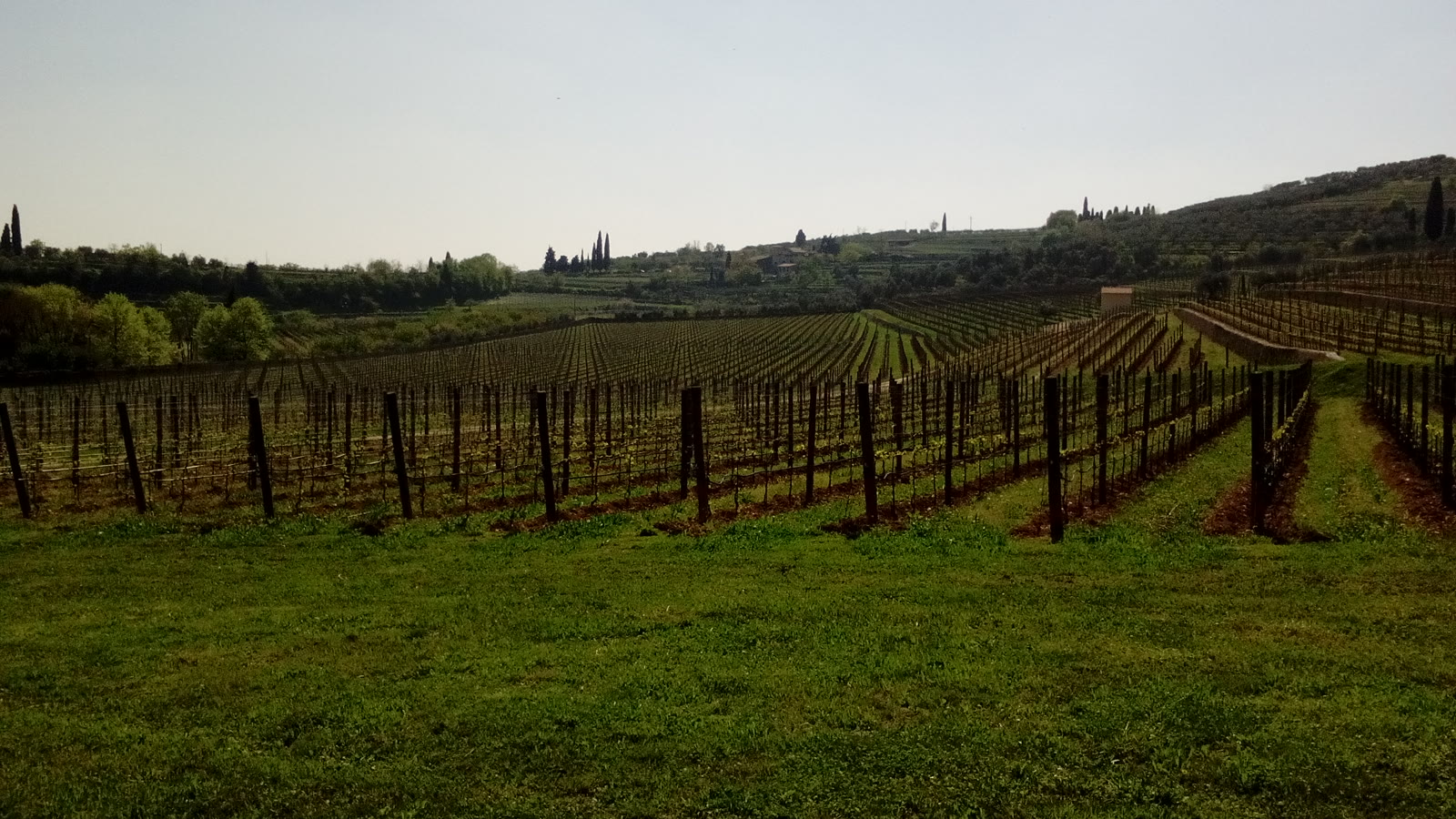 Vinmarker i Valpolicella nord for Verona — amaronens hjemegn