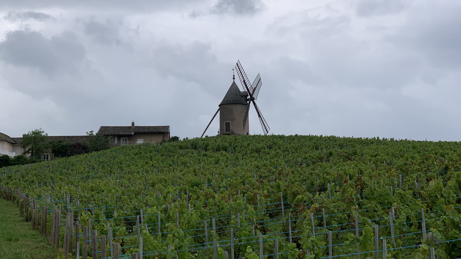 Vinmarker ved vindmøllen i Moulin-à-Vent, Beaujolais