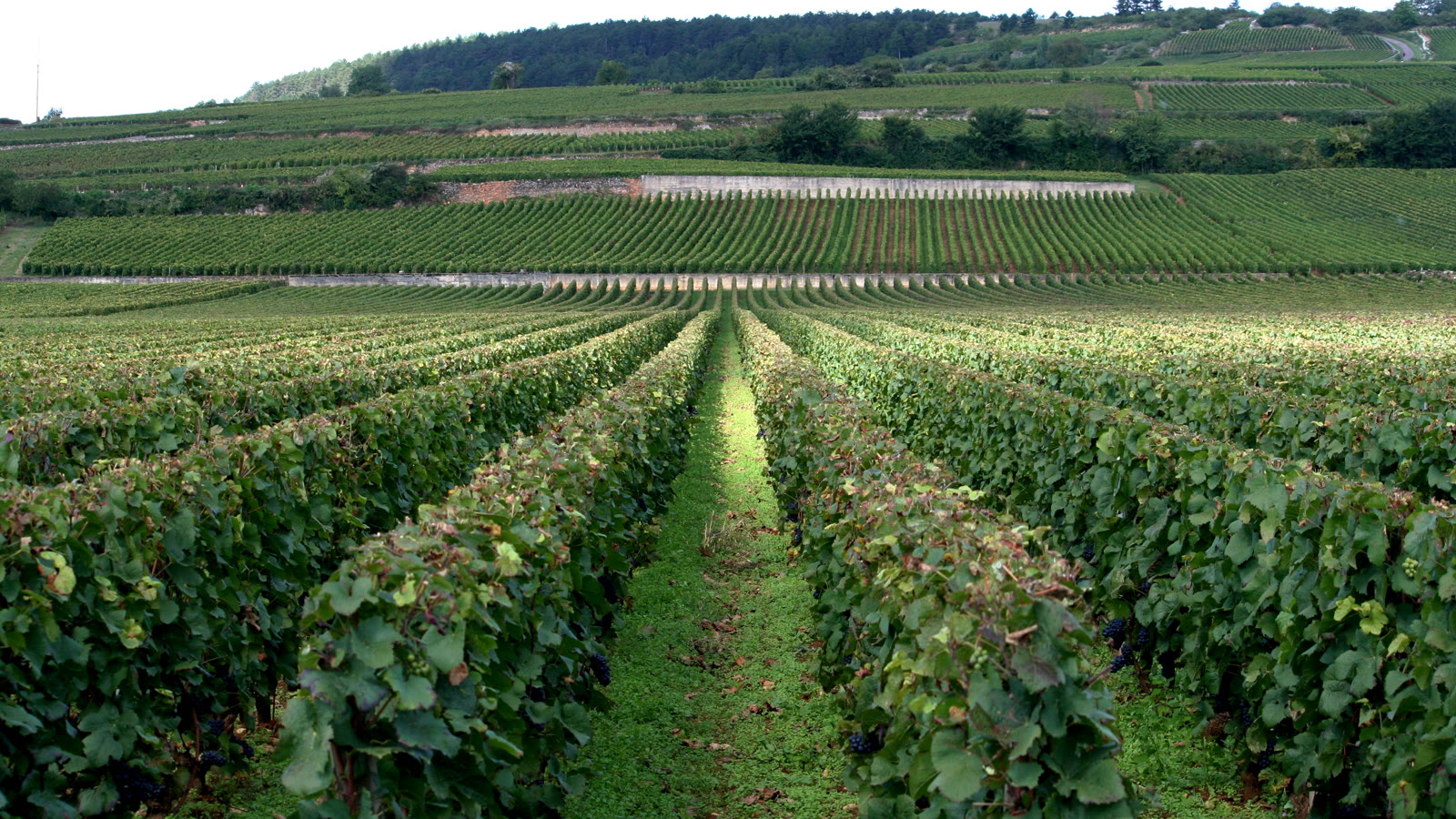 Rækker af vinstokke i Côte d'Or, Bourgogne