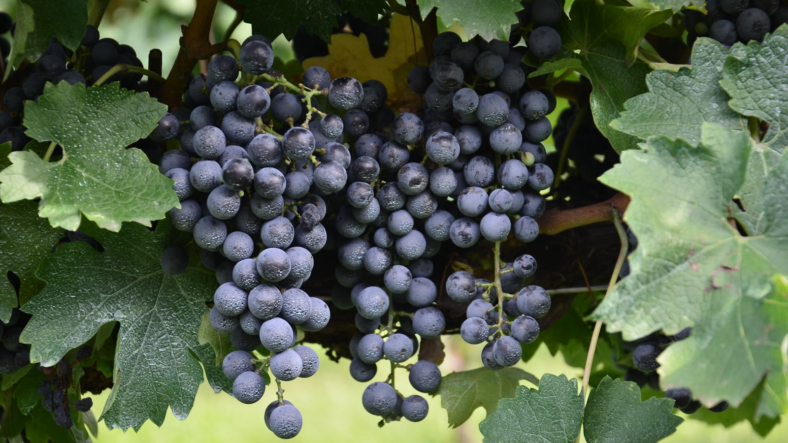 Klaser af cabernet sauvignon-druer