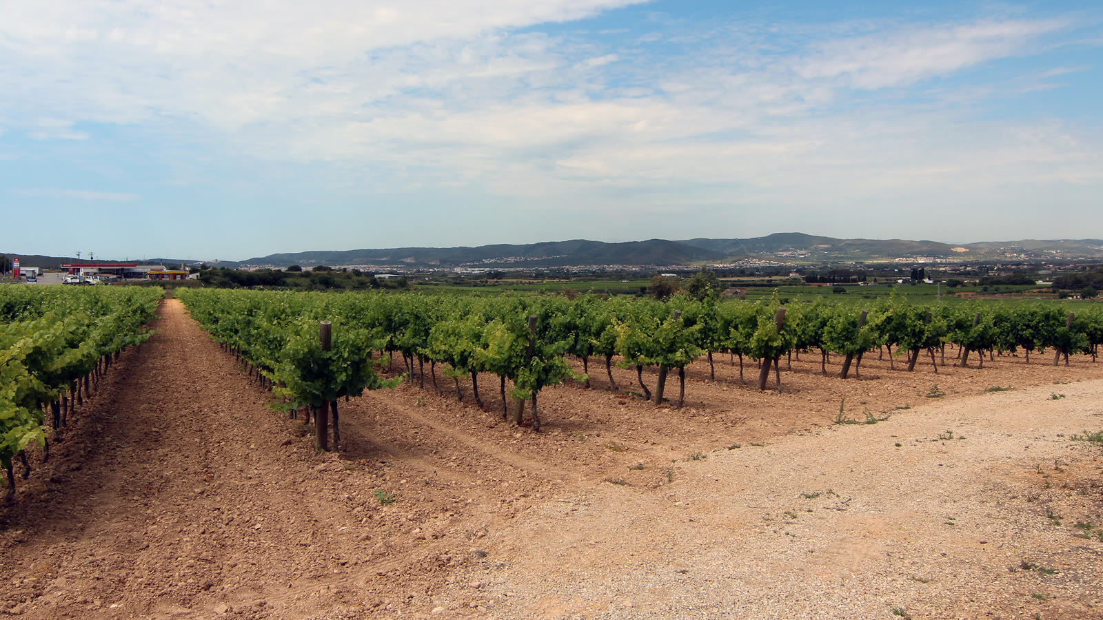 Vinmarker i Penedès, hvor cava produceres
