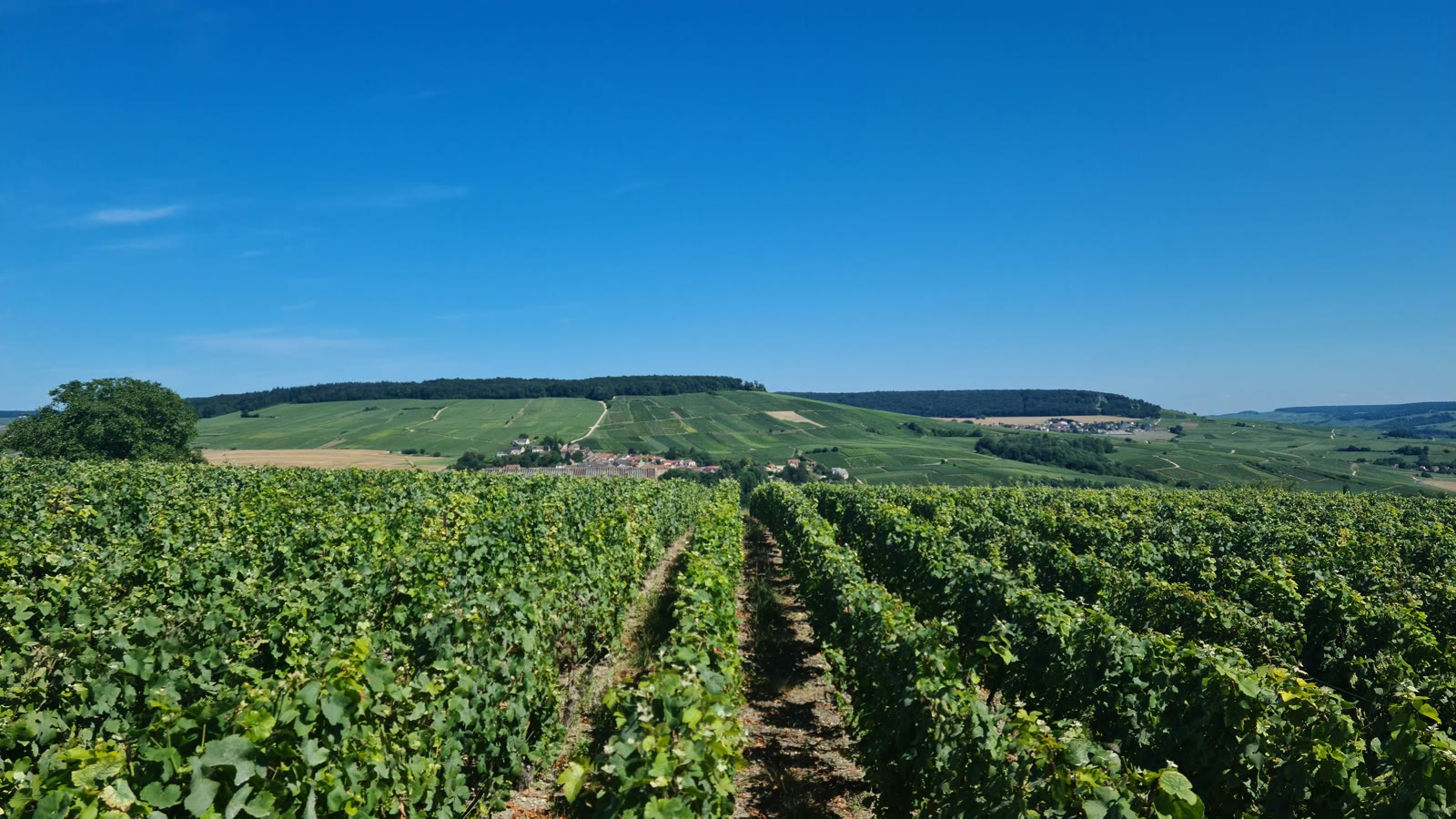 Vinmarker i Champagne med landsby i baggrunden