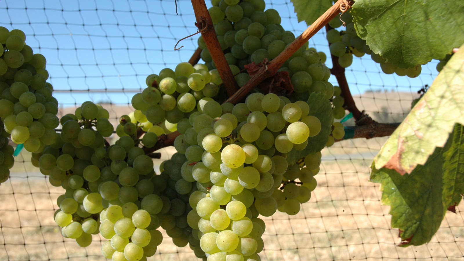 Klase af chardonnay-druer under beskyttelsesnet