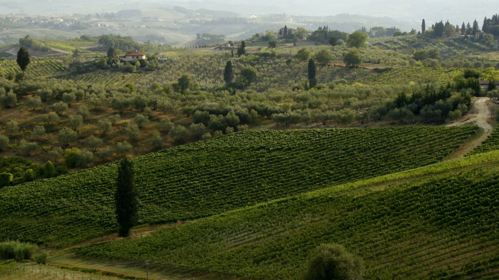 Bakker med vinmarker og cypresser i Chianti