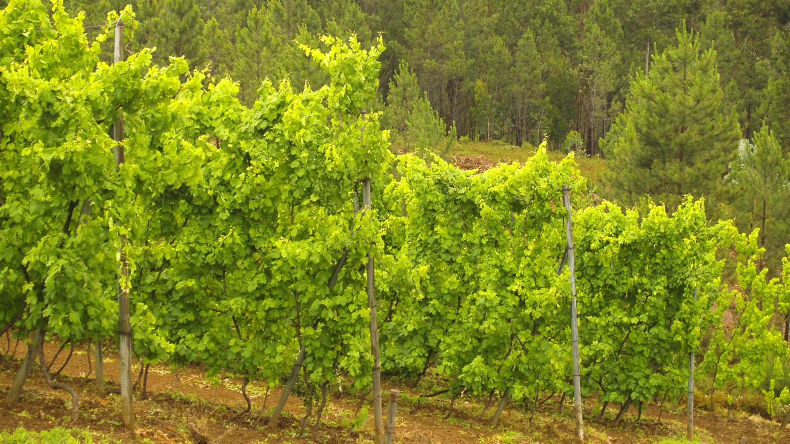 Høje vinstokke i Minho, hvor druerne til vinho verde vokser opad