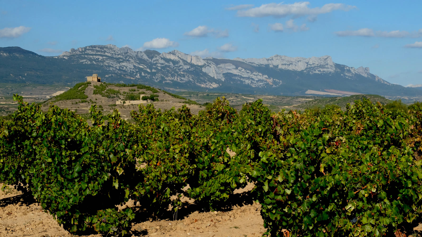 Vinmark i Rioja med Sierra Cantabria-bjergene og et gammelt tårn i baggrunden