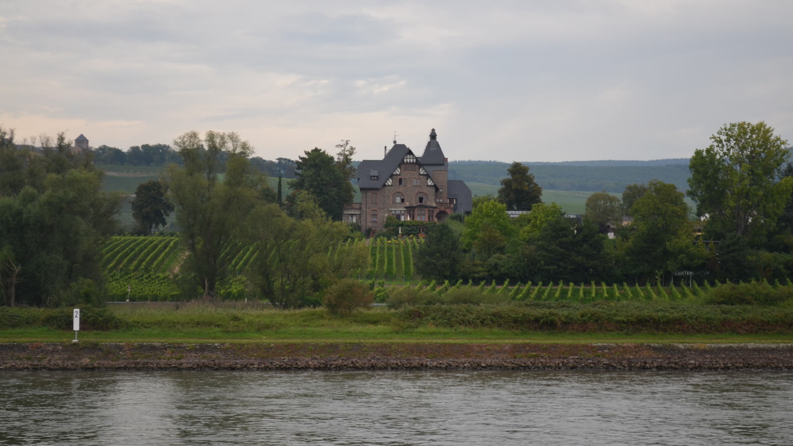 Vinmark ved Rhinen i Rheingau med et hus mellem rækkerne