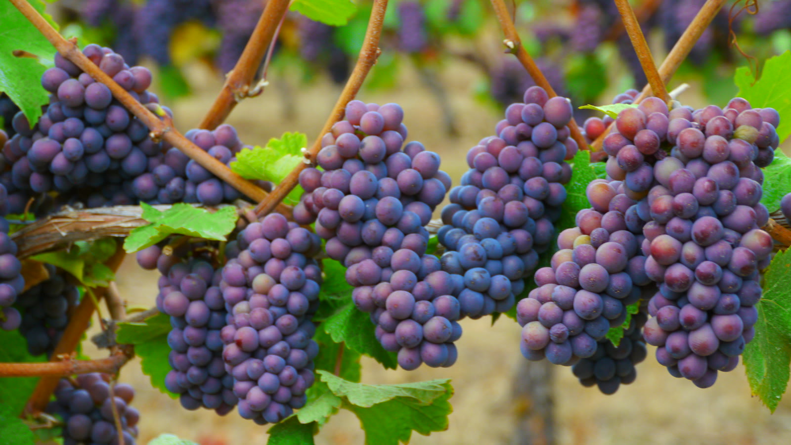 Blågrå pinot gris-druer på vinstokken