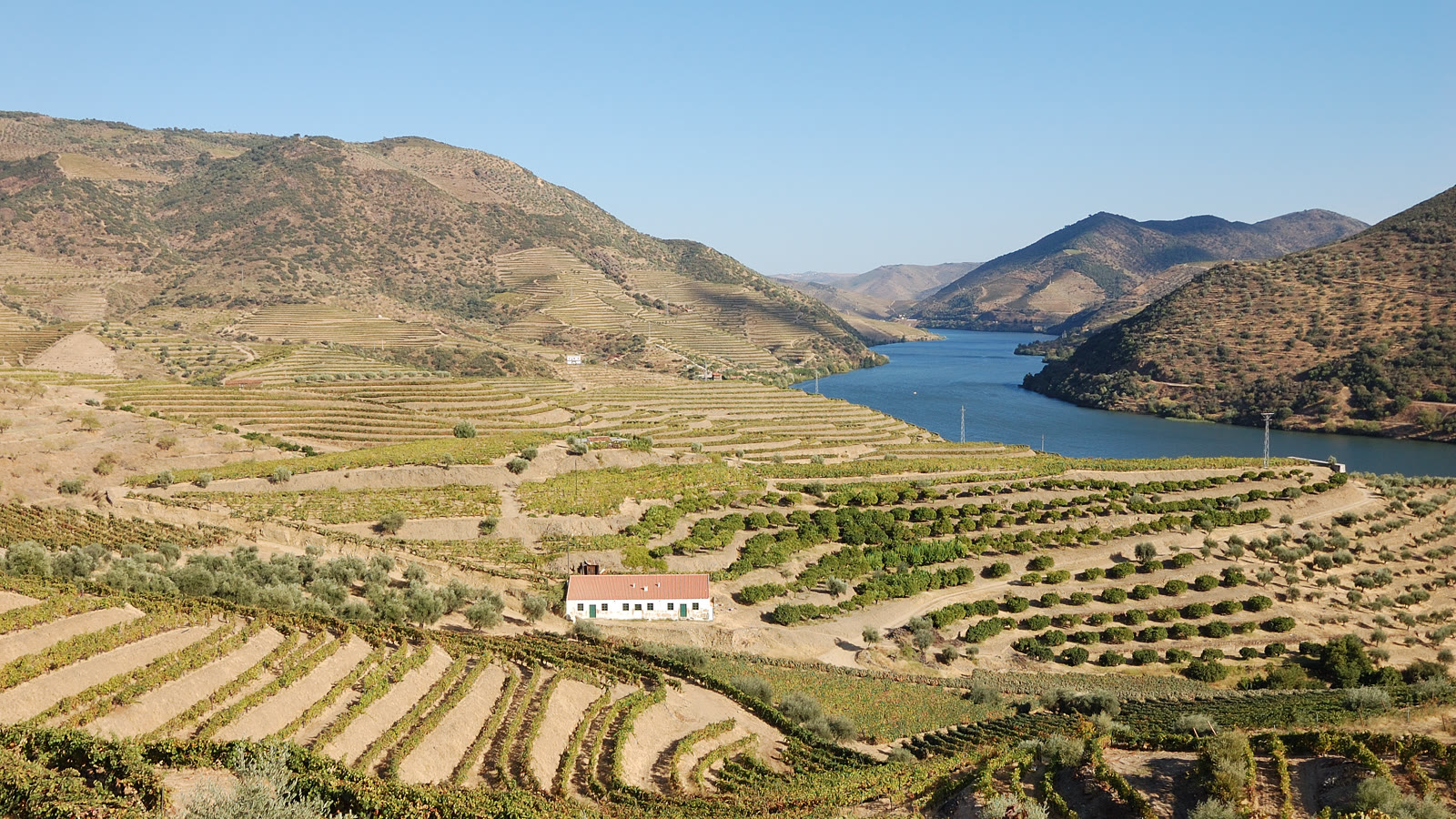 Terrasserede vinmarker langs Douro-floden i Portugal, hvor portvinens druer dyrkes