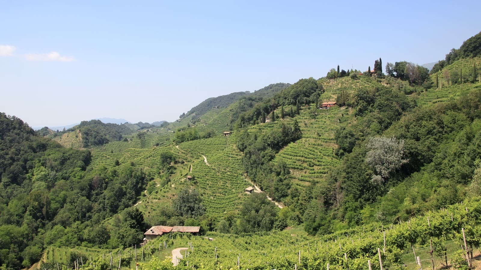 De stejle prosecco-bakker ved Conegliano Valdobbiadene