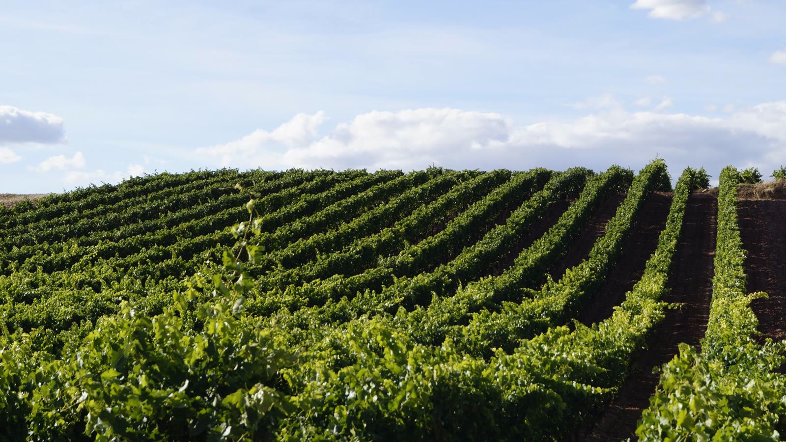Rækker af vinstokke i Rioja