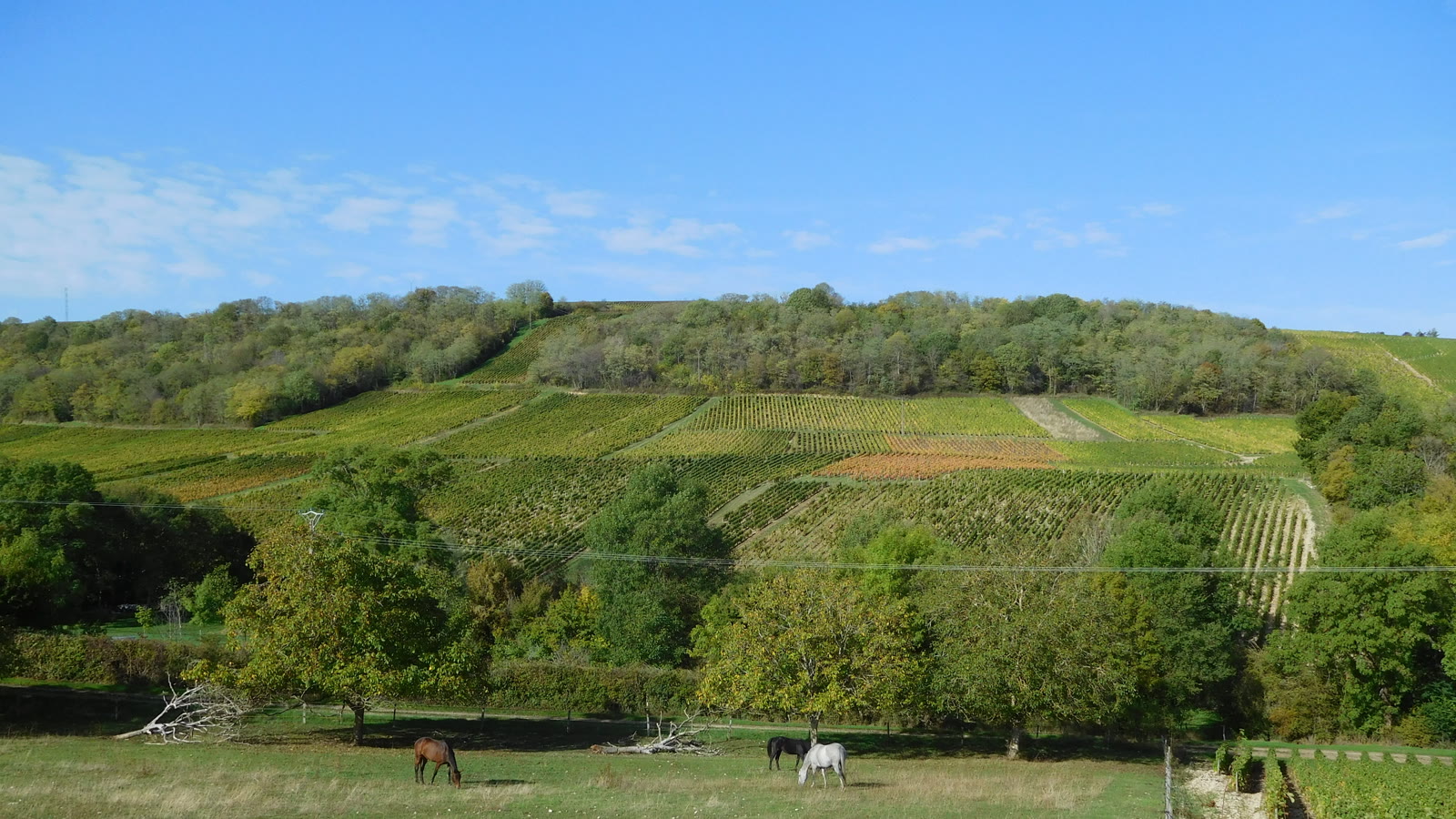 Vinmarker på bakkerne ved Sancerre