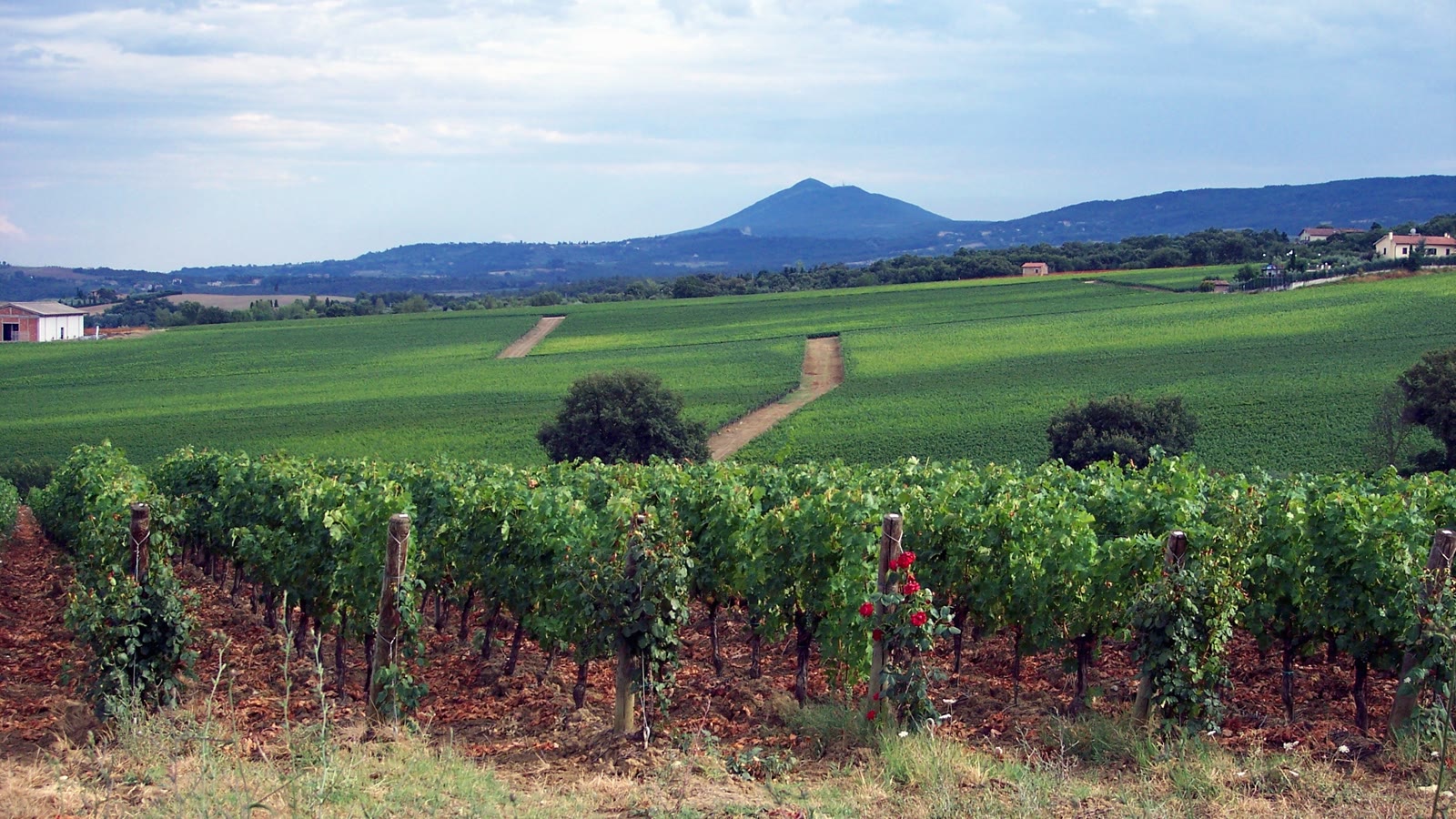 Vinmarker i Toscana med Monte Amiata i baggrunden