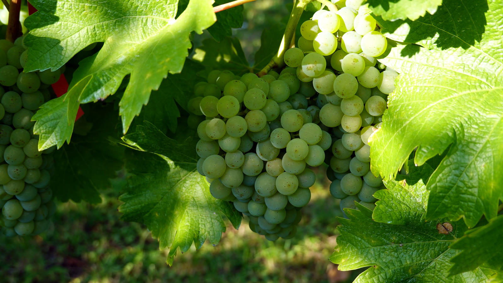 Grønne sauvignon blanc-druer på vinstokken