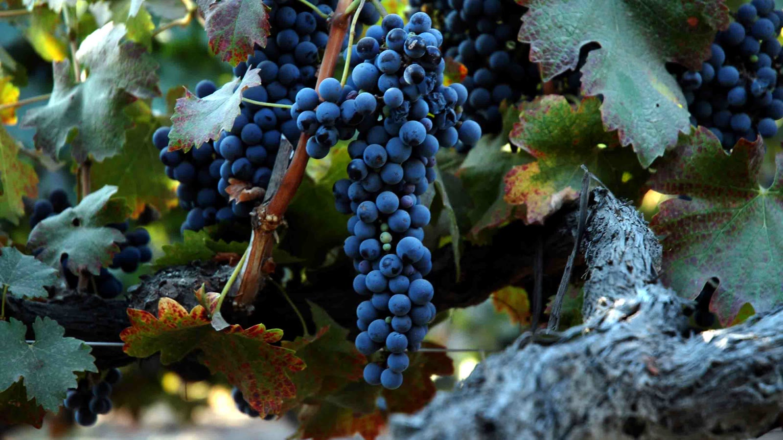Syrah-druer på vinstokken