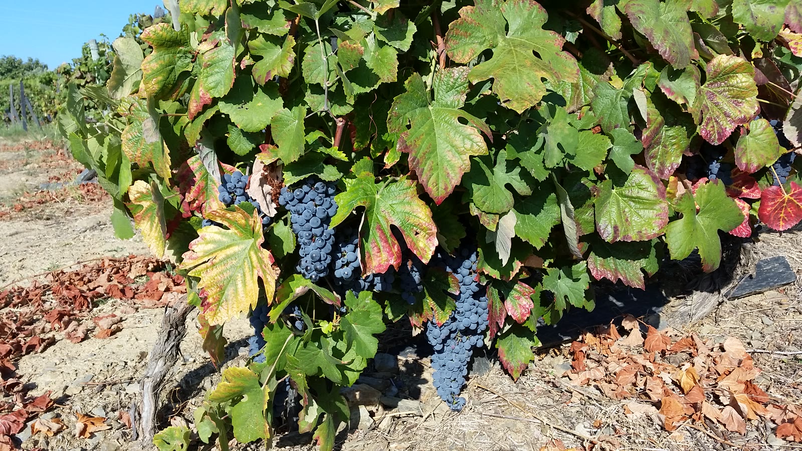 Tempranillo-druer på vinstokke om efteråret