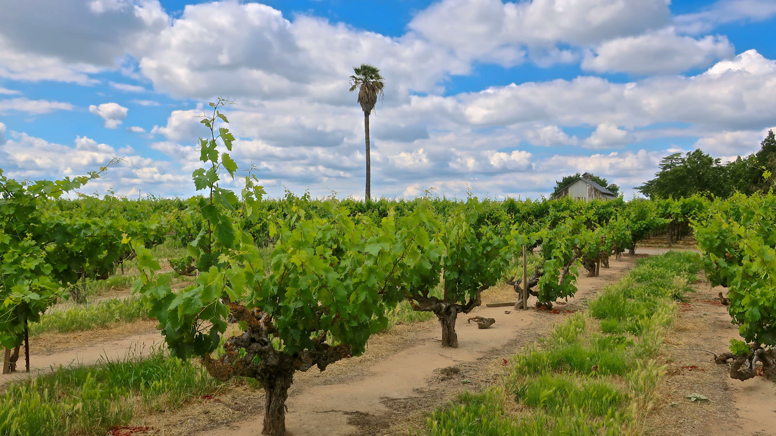 Gamle zinfandel-stokke i Californien med palme i baggrunden