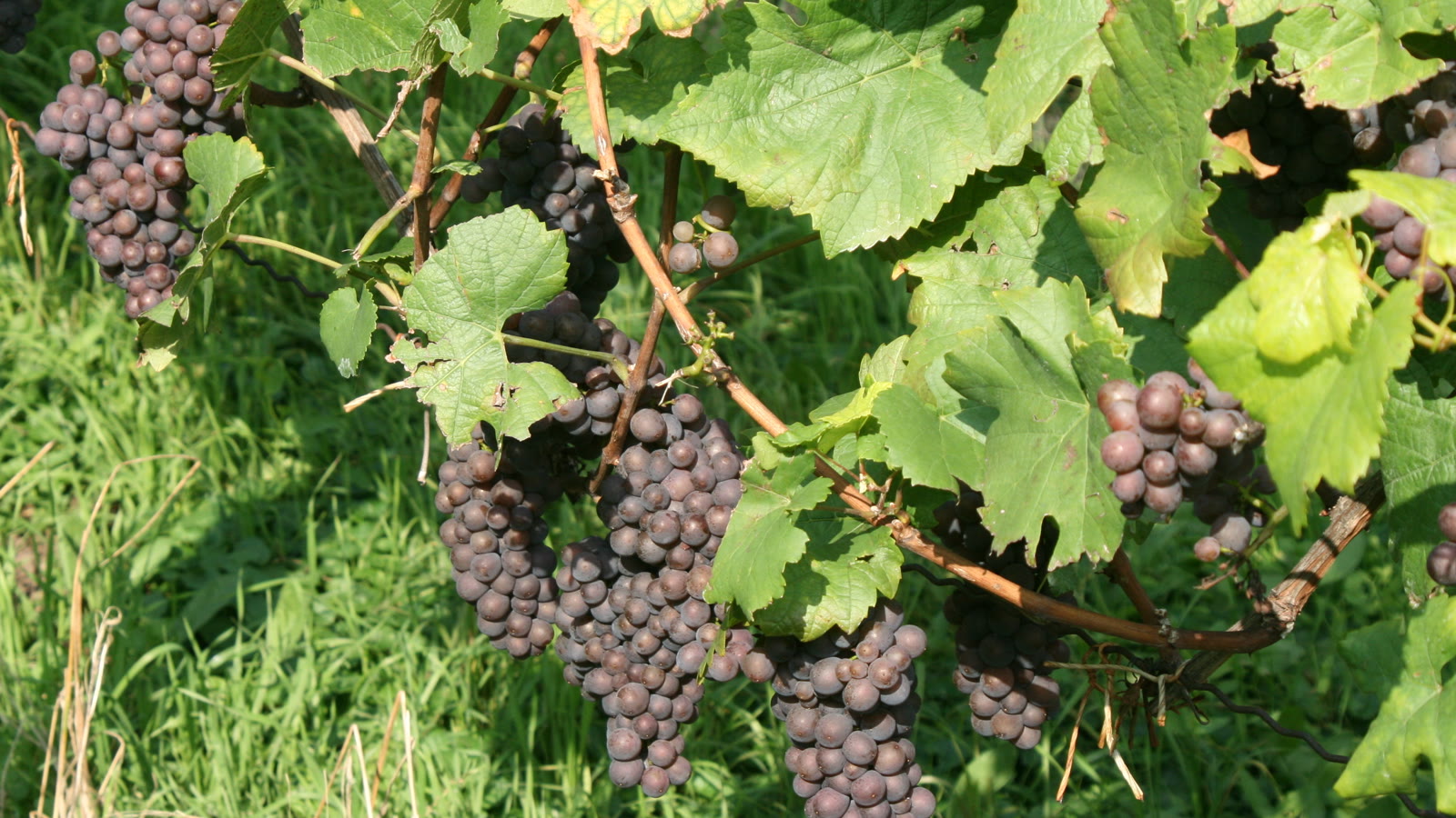 Klaser af gråviolette grauburgunder-druer på vinstokken i en tysk vinmark ved Weinsberg