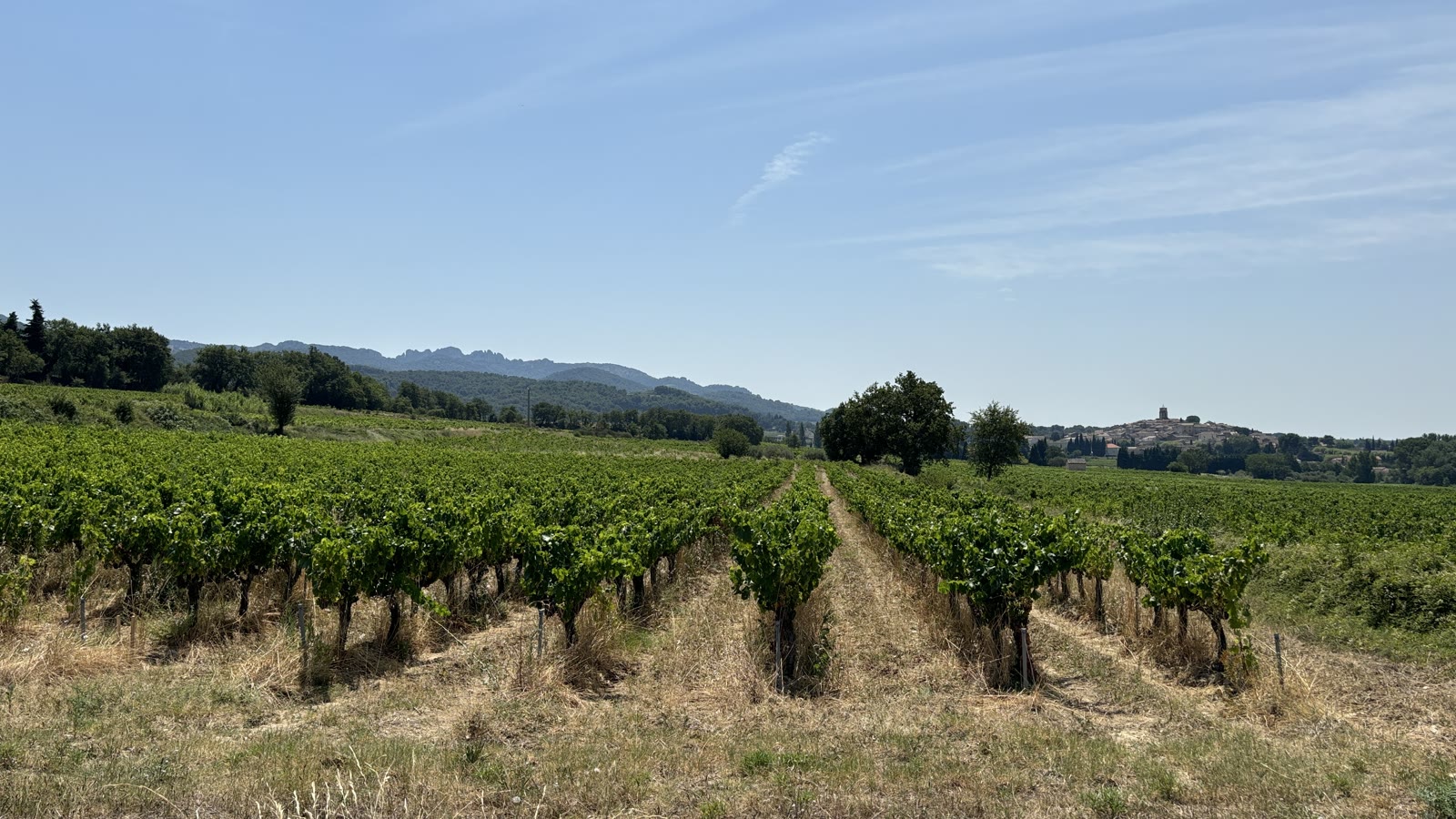 Vinmarker med grenache-buske foran landsbyen Sablet og Dentelles de Montmirail i det sydlige Rhône